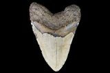 Huge, Fossil Megalodon Tooth - North Carolina #75515-2